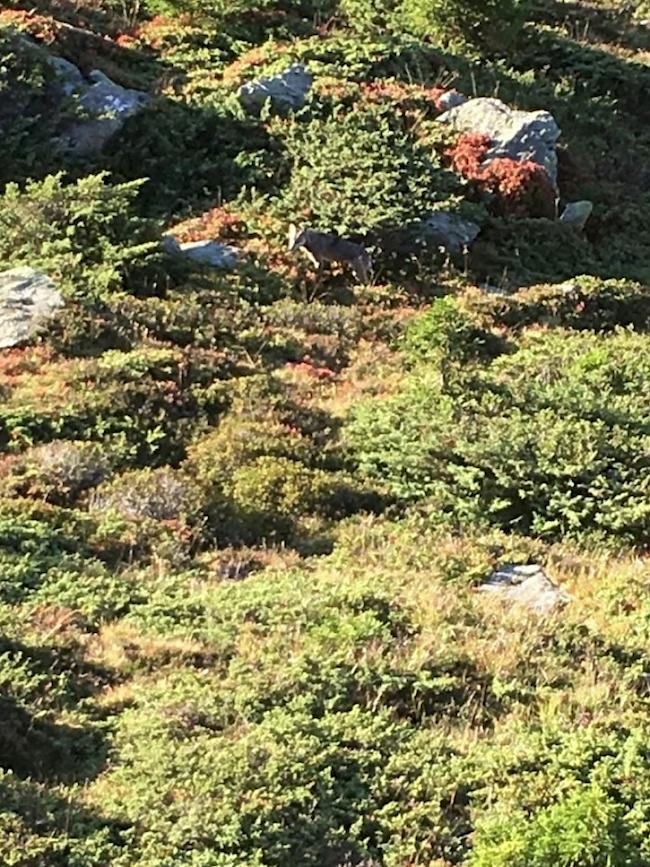 Gejagt: Am 17. September, zum Beginn der Hochjagd, wurde der derzeit auf der Abschussliste stehende Wolfsrüde M82 zwischen der Bettmeralp und der Riederalp gesichtet und fotografiert. Das damalige Aufenthaltsgebiet des Wolfes lag nicht im Abschussperimeter, weswegen das Tier nicht erlegt werden konnte.