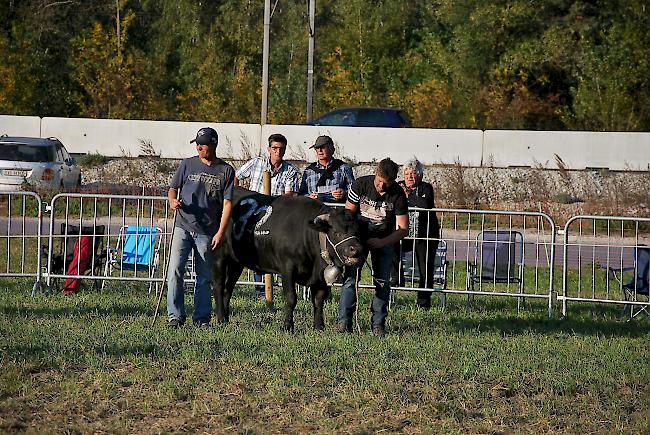 Vierte in der Gruppe A: «Surprise» aus der Stallung Bumann und Furrer aus Staldenried/Saas-Grund.