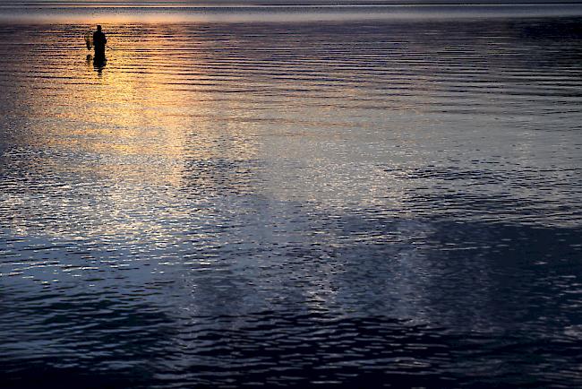 Mit über 847 Tonnen gefangenem Fisch ging der Fischertrag im Genfersee 2017 verglichen mit dem Vorjahr generell zurück (-19,1%).