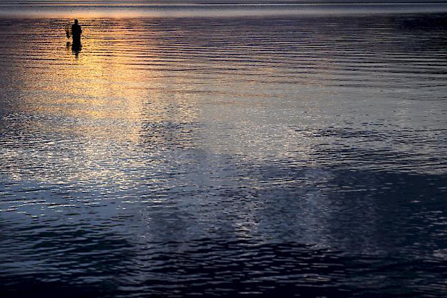 Mit über 847 Tonnen gefangenem Fisch ging der Fischertrag im Genfersee 2017 verglichen mit dem Vorjahr generell zurück (-19,1%). 