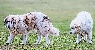 Umstritten. Wo es W&ouml;lfe gibt, setzen Sch&auml;fer mehr und mehr auf Herdenschutzhunde, da sie den Schutz vor W&ouml;lfen am besten gew&auml;hrleisten. Dabei sorgen sie aber immer wieder f&uuml;r Konflikte in Wander- und Touristengebieten.