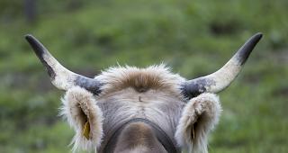Das Stimmvolk entscheidet am heutigen Sonntag &uuml;ber drei eidgen&ouml;ssische Vorlagen: die Selbstbestimmungsinitiative, die Hornkuhinitiative und die gesetzliche Grundlage f&uuml;r die &Uuml;berwachung von Versicherten. 