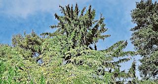 Steter Aufstieg. Gesch&auml;ftsleiter Olivier Foro klettert in Brigerbad auf den Fels.&nbsp;Foto WB