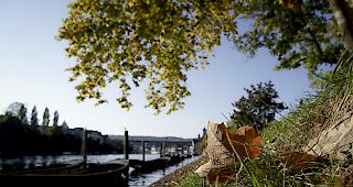 Keine Niederschl&auml;ge. Weil der Wasserpegel zu tief ist, fahren seit Freitag keine Containerschiffe mehr auf dem Rhein bei Basel.
