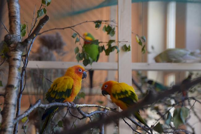 Gegen 300 Ziervögel sind im Zentrum Missione an diesem Wochenende zu sehen.