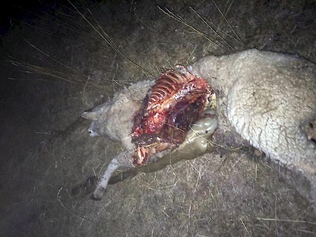 Schrecklicher Anblick: das vom Wolf getötete Muttertier in Obermatten.
