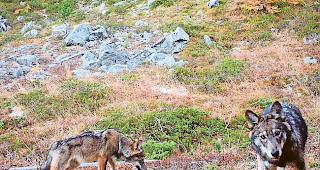 Ohne Abschuss. Die 60-t&auml;gige Frist f&uuml;r den Abschuss von zwei W&ouml;lfen in den Regionen Goms und Val d'Anniviers ist verstrichen. (Symbolbild)