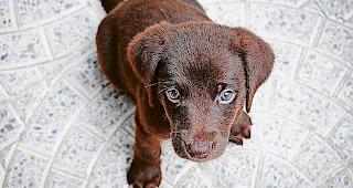 Dubiose Hundeh&auml;ndler werben oft mit s&uuml;ssen Bildern.&nbsp;
