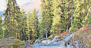 Mehrwert. Neuer Holzlagerplatz f&uuml;r den Forst Massa.