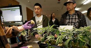 Neuer Gesetzesentwurf. Mexiko will den Privatanbau und Konsum von Marihuana weitestgehend legalisieren. (Symbolbild)