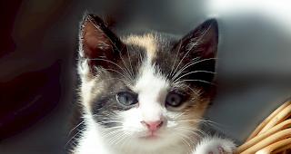 Ein junges K&auml;tzchen: &Uuml;ber eineinhalb Millionen Katzen gibt es in der Schweiz.