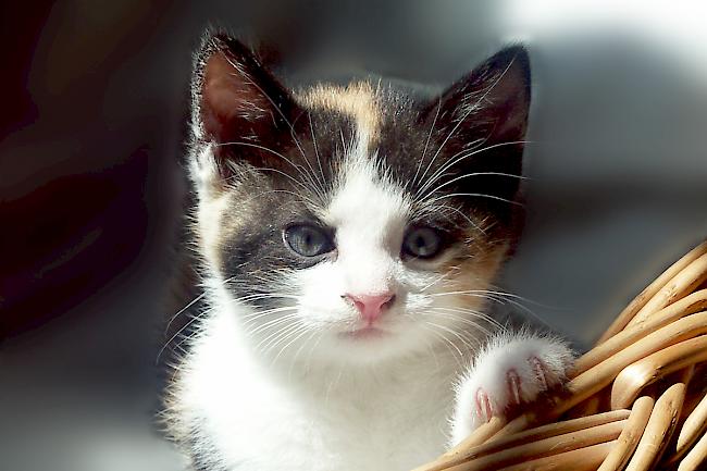 Ein junges Kätzchen: Über eineinhalb Millionen Katzen gibt es in der Schweiz.