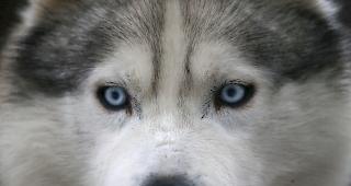 Husky nicht Wolf. Das vom Zug erfasste Tier.