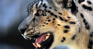 Ein Leopard hat in Nepal ein vierj&auml;hriges M&auml;dchen get&ouml;tet. 