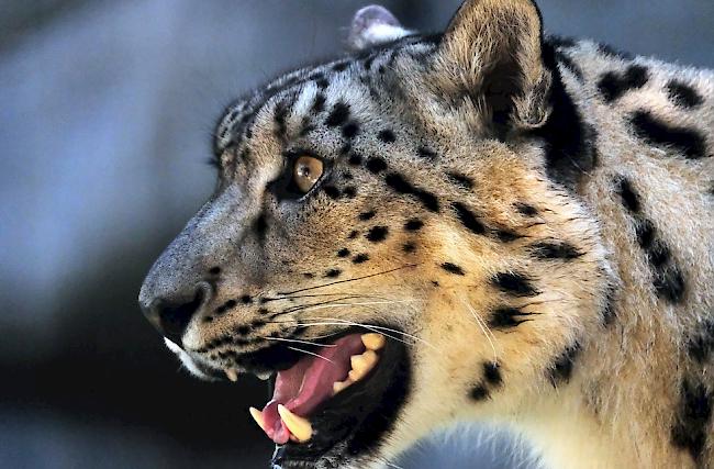 Ein Leopard hat in Nepal ein vierjähriges Mädchen getötet. 
