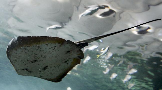 Beim Schwimmen vor der australischen Insel Tasmanien ist ein 42 Jahre alter Mann am Samstag von einem Stachelrochen tödlich verletzt worden.