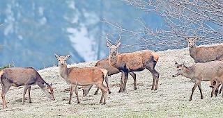 Im Visier. Ein Rudel Hirschk&uuml;he, mittendrin ein Hirschstier.Foto Keystone