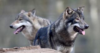 W&ouml;lfe geniessen in Europa vorerst weiterhin h&ouml;chsten Schutz. 