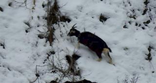 Zur&uuml;ckgelassen: Auf einer Alpe im Laggintal wurden mehrere Ziegen sich selbst &uuml;berlassen. Am Freitag wurden die Tiere von Drittpersonen fotografiert. 