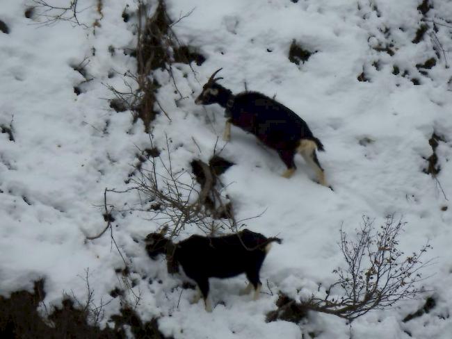 Zurückgelassen: Auf einer Alpe im Laggintal wurden mehrere Ziegen sich selbst überlassen. Am Freitag wurden die Tiere von Drittpersonen fotografiert. 