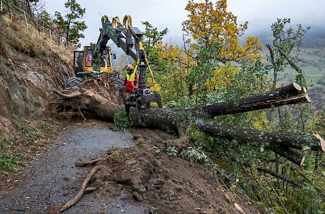 Wie im Wallis (Bild) ist es auch in den Wäldern Appenzell Ausserrhodens aufgrund des Sturms "Vaia" zu grossen Schäden gekommen.