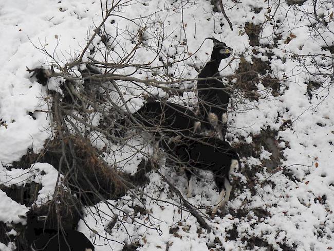 Die fünf zurückgelassenen Ziegen auf den Alpweiden des Laggintals sind am vergangenen Samstag geschossen worden.