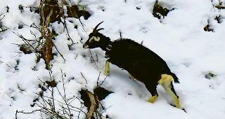 Trauriges Ende. Die f&uuml;nf zur&uuml;ckgelassenen Ziegen auf den Alpweiden des Laggintals sind am vergangenen Samstag geschossen worden.