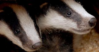 F&uuml;chse sind l&auml;ngst tief in die St&auml;dte vorgedrungen. Dachse scheinen mit einiger Verz&ouml;gerung in ihren Fussstapfen zu folgen, berichtet die Forschungsgemeinschaft SWILD.