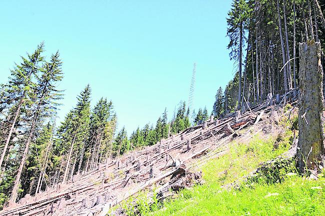 Ausholzungsarbeiten im Erner Wald. Auf Abschnitten wie diesem wurden erste Massnahmen für den Lawinenschutz umgesetzt. 
