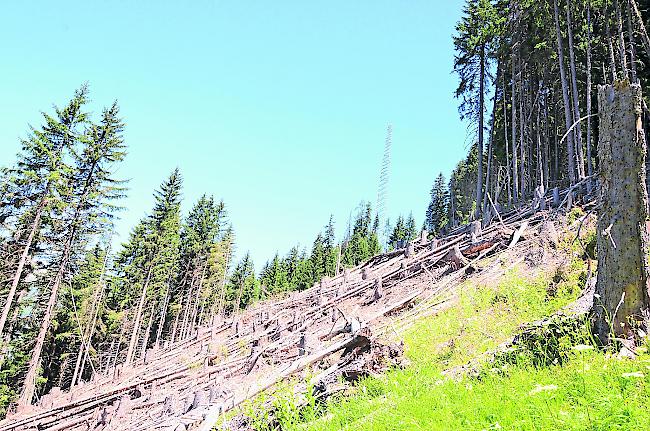 Ausholzungsarbeiten im Erner Wald. Auf Abschnitten wie diesem wurden erste Massnahmen für den Lawinenschutz umgesetzt.