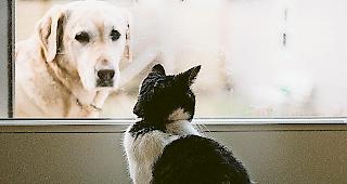 117 Katzen und 16 Hunde fanden durch den TO ein neues Zuhause.