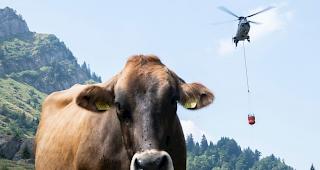 Ein Superpuma der Schweizer Armee belieferte im August 2018 die Alp Oberb&auml;truns bei Sch&auml;nis mit Wasser f&uuml;r die K&uuml;he.