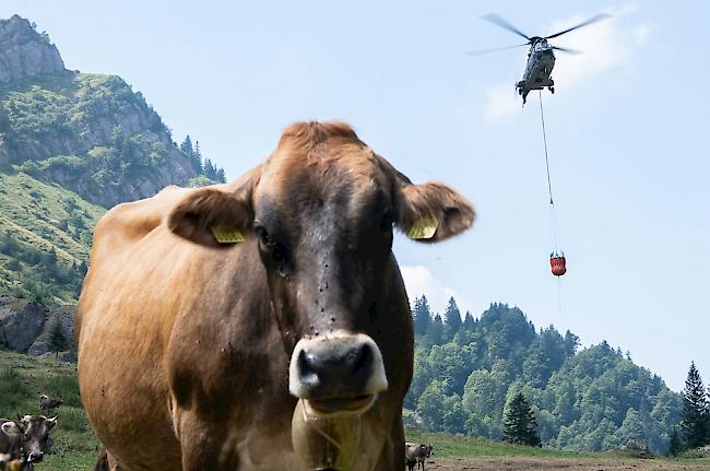 Ein Superpuma der Schweizer Armee belieferte im August 2018 die Alp Oberbätruns bei Schänis mit Wasser für die Kühe.