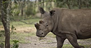 In einem Zoo in Florida ist ein Kind von einem Nashorn attackiert und verletzt worden. 