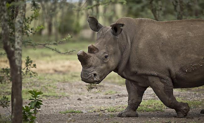 In einem Zoo in Florida ist ein Kind von einem Nashorn attackiert und verletzt worden.