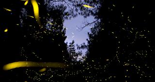 Gl&uuml;hw&uuml;rmchen. Tier des Jahres 2019.