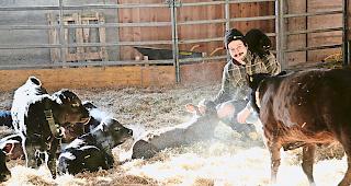 Nachwuchs. Nicola Wyssen k&uuml;mmert sich um die frisch geworfenen K&auml;lber in der Stallung Wyssen.Fotos wb