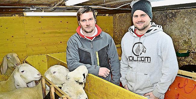 Daniel (links) und Richard Zurbriggen im Stall bei den Saaser Mutten.