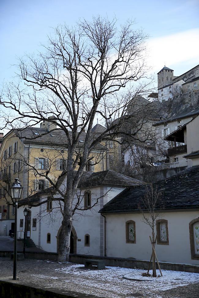 Allmählich verfault: Der alte Ahornbaum in der Sitten Altstadt ist zum Sicherheitsrisiko geworden und wird gefällt.