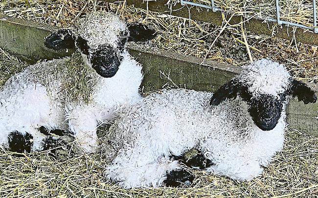 Dank Embryo-Transfer haben neuseeländische Mutterschafe im Oktober 2017 erstmals Schwarznasen-Lämmer zur Welt gebracht.