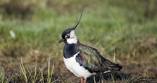 Kiebitz. Im Jahr 2005 lebten in der Schweiz nur noch 83 Brutpaare. Nun hat sich die Population wieder vergr&ouml;ssert.