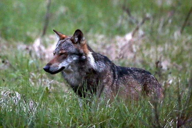 Umweltkommission will den Wolfsschutz stärker lockern als der Bundesrat.