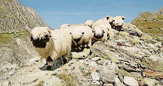 N&auml;chstes Jahr m&uuml;ssen Schafe mit zwei Ohrmarken gekennzeichnet werden.