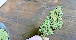 Gr&uuml;ne Pflanze im Graubereich. Der Besitz von kleinen Mengen ist straffrei. Der Konsum illegal.