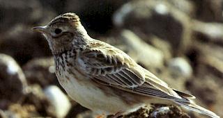 Auch in der Schweiz nimmt der Feldlerchenbestand seit den 1990er-Jahren stetig ab. Die Art ist aus vielen Gebieten verschwunden.