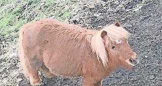 Dieses Pony sorgt in Bitsch f&uuml;r Gespr&auml;chsstoff.