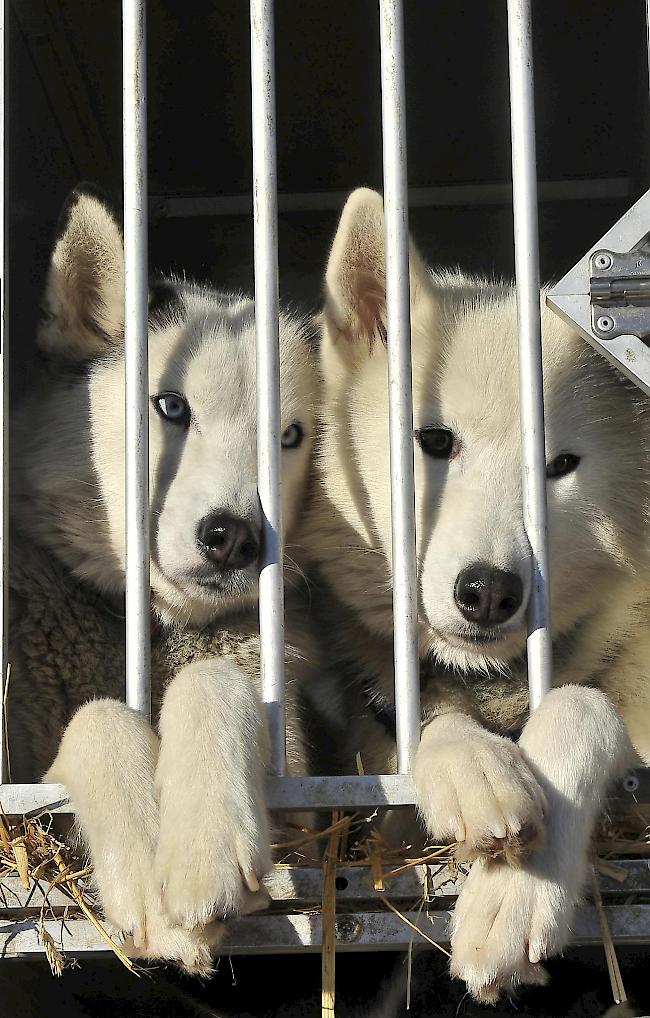 Huskies töteten fünf Schafe und verletzten vier weitere sowie einen Hund. (Symbolbild)