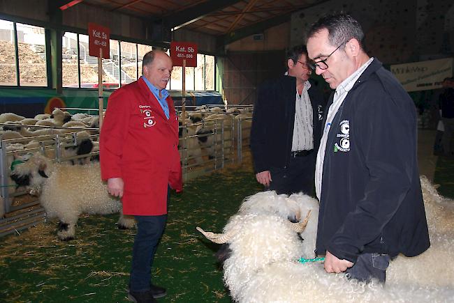 Chefexperte Richard Zeiter (links) und Daniel Steiner, Präsident des Oberwalliser Schwarznasen Schafzuchtverbands lobten das hohe Zuchtniveau. 