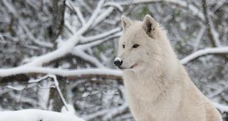 Im Kanton Uri wird die Volksinitiative &laquo;Zur Regulierung von Grossraubtieren&raquo; mit 69,5 Prozent Ja-Stimmen angenommen.