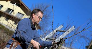 Franz Isler, Chef der G&auml;rtnerei des Landwirtschaftzentrums in Visp, weiss wo die Schere anzusetzen ist. 